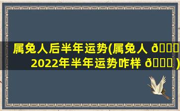 属兔人后半年运势(属兔人 🐅 2022年半年运势咋样 🐅 )